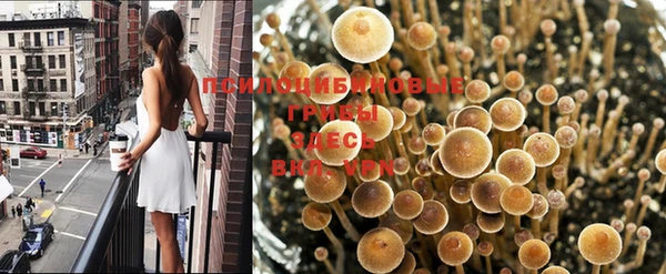 сатива Армянск